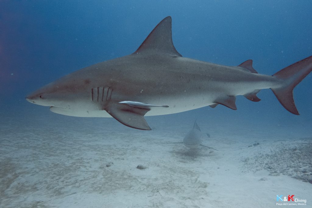 bull shark