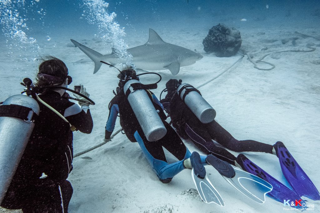 bull shark diving in playa del carmen