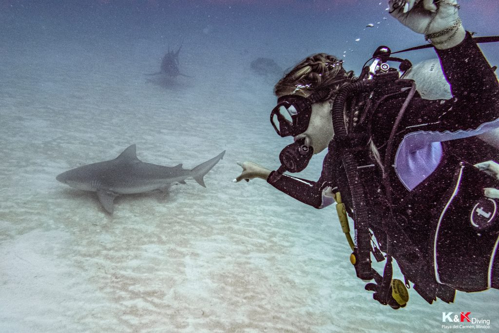 bull shark diving playa del carmen