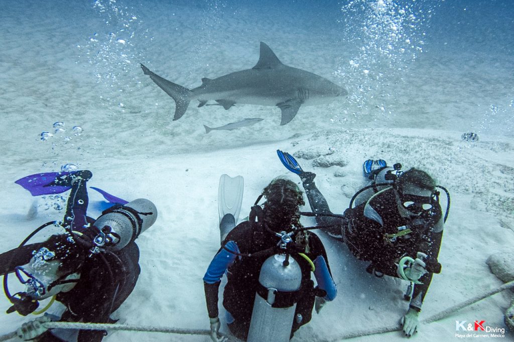 bull shark dive