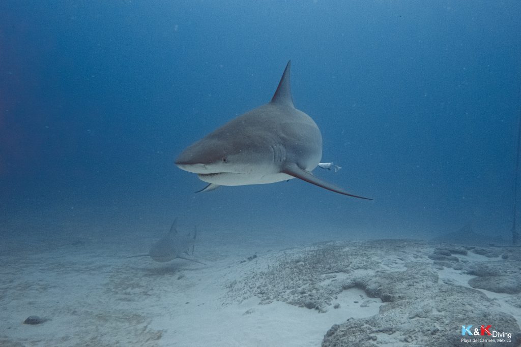 is bull shark diving dangerous