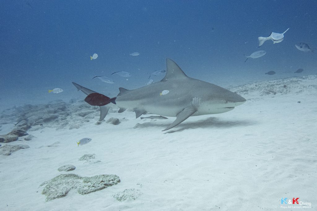 bull shark