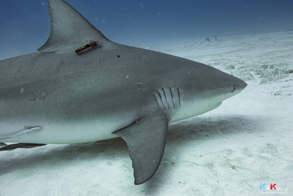 tagged bull shark
