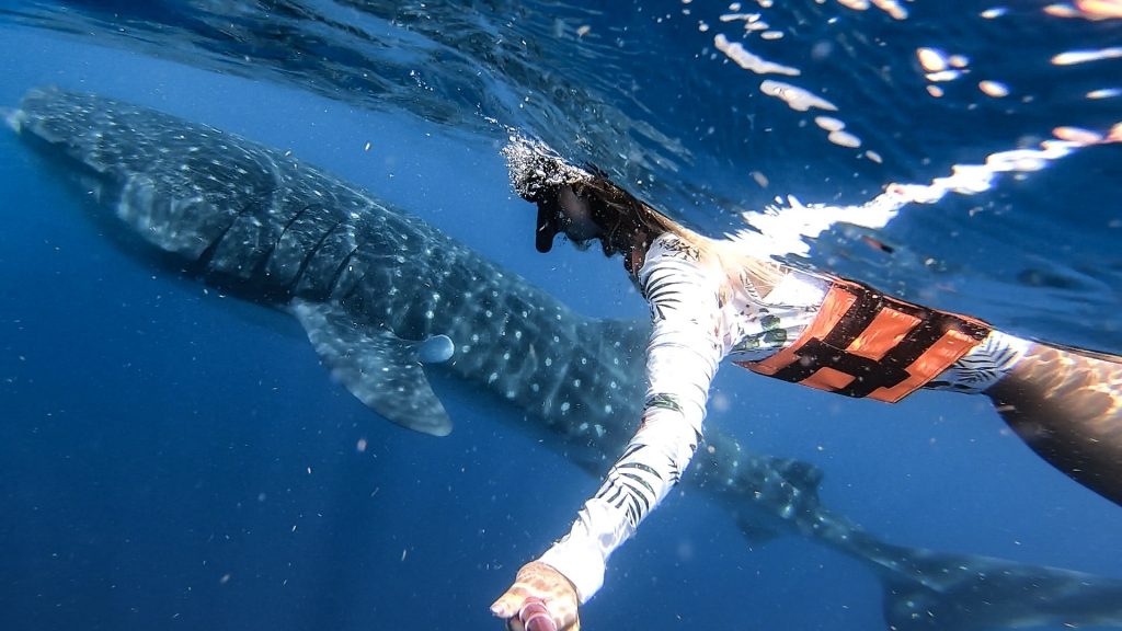 whale shark near isla mujeres mexico