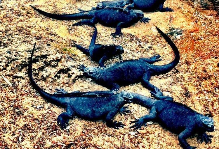 swimming iguanas in galapagos islands