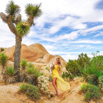 The funny looking Joshua Trees in Joshua Tree National Park!