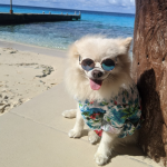 holiday gifts for pets that travel