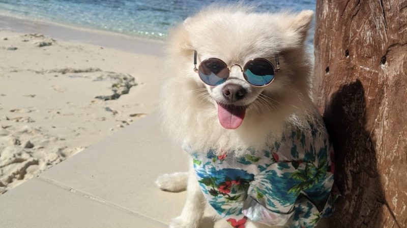 holiday gifts for pets that travel