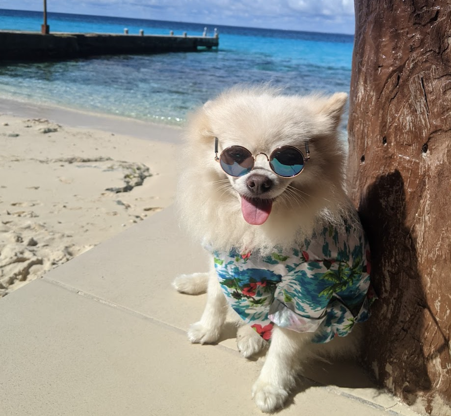 holiday gifts for pets that travel