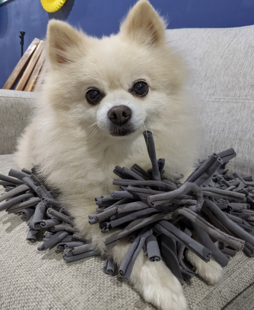 holiday gifts for pets that travel