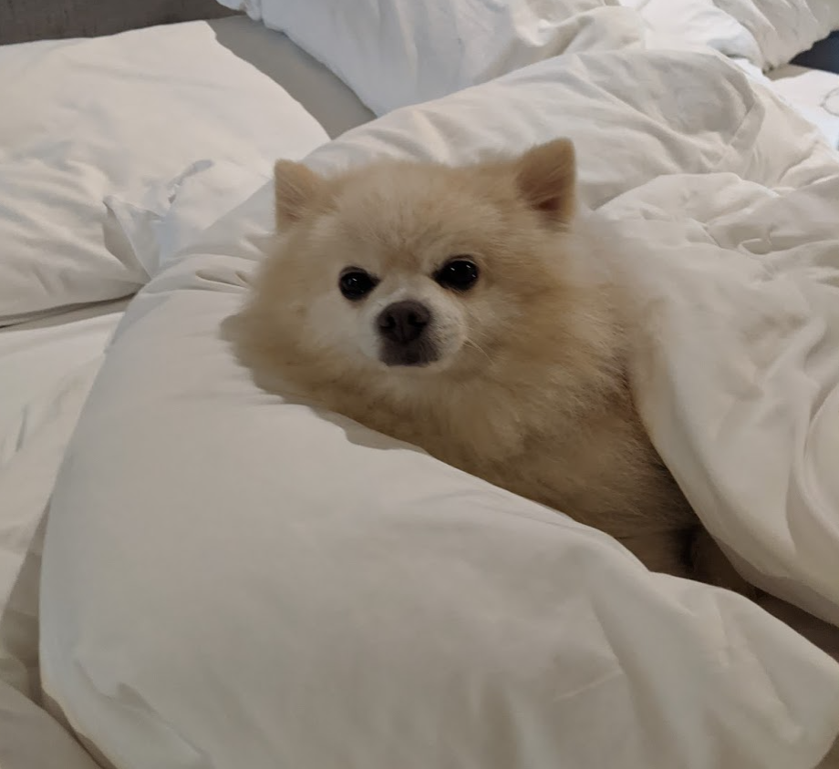 holiday gifts for pets that travel