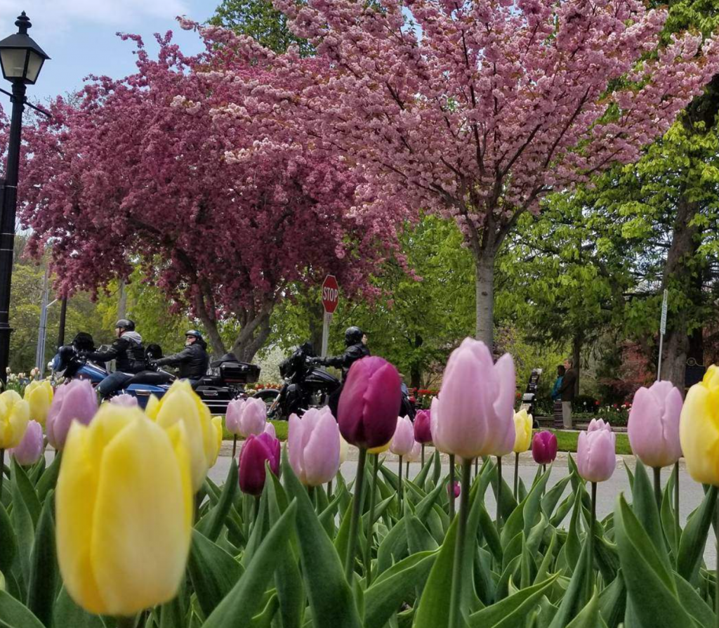 Niagara Falls spring super blooms