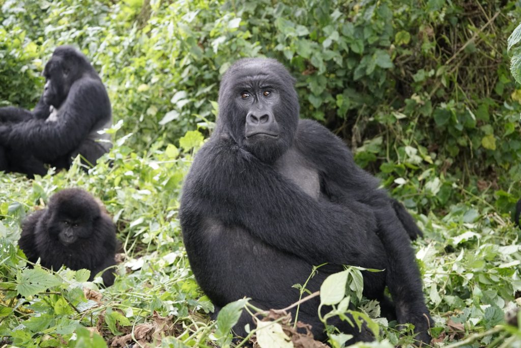 mountain gorilla trekking in d.r. congo