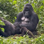 D.R. Congo travel guide