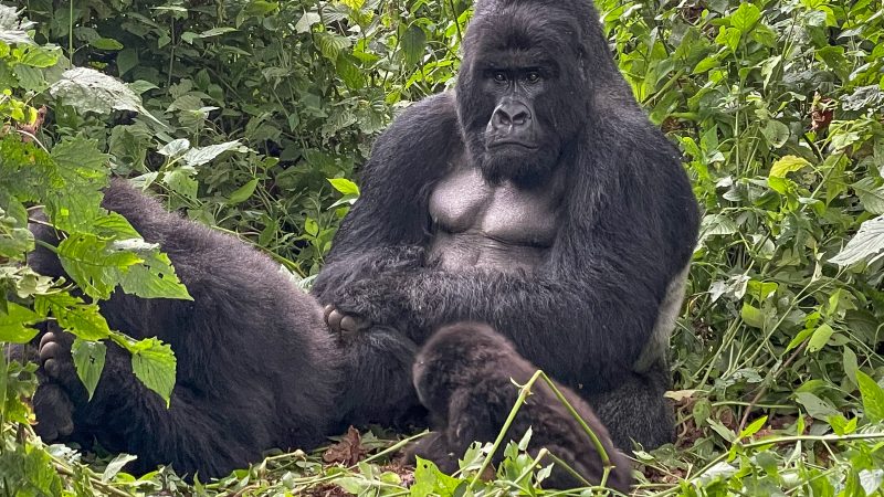 D.R. Congo travel guide