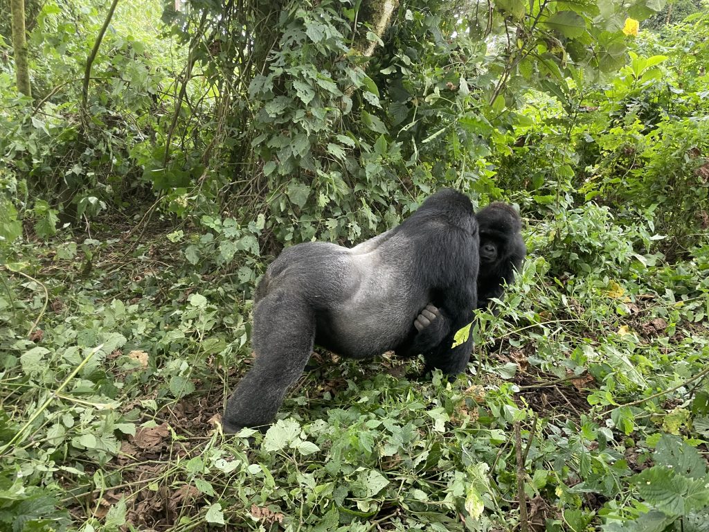 mountain gorilla trekking in d.r. congo