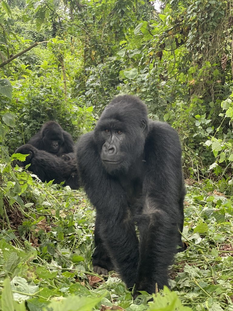 mountain gorilla trekking in d.r. congo