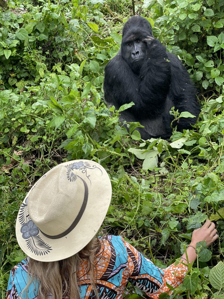 mountain gorilla trekking in d.r. congo