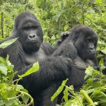 mountain gorilla trekking in D.R. Congo