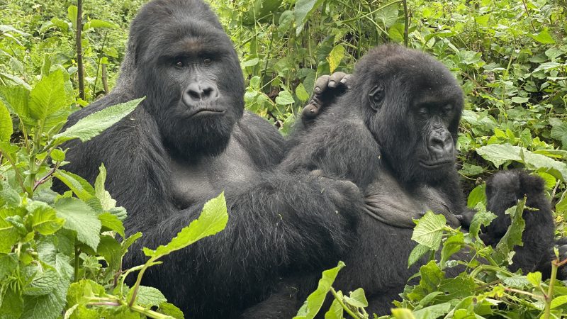 mountain gorilla trekking in D.R. Congo