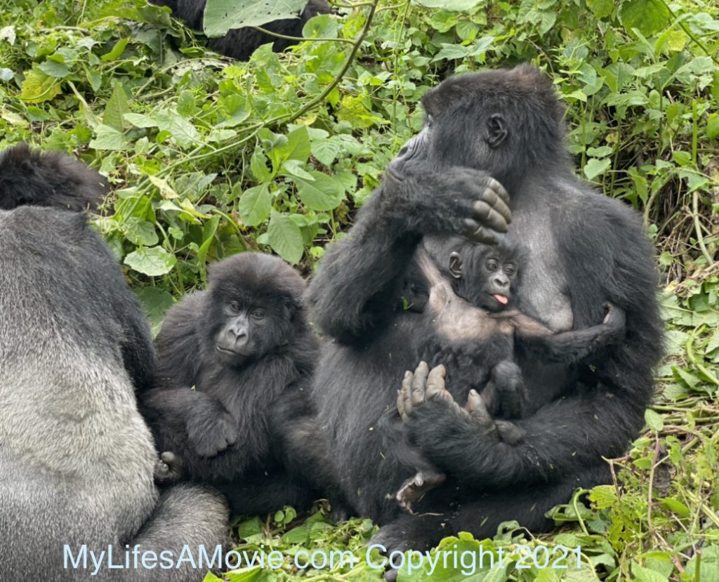 d.r.congo travel guide mylifesamovie.com