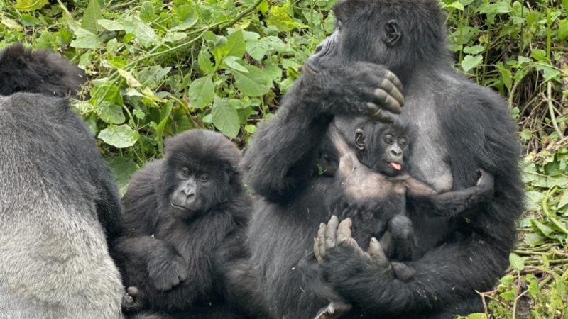 d.r.congo travel guide mylifesamovie.com