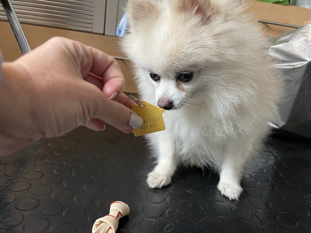 How to Travel With Your Pet From USA to Europe