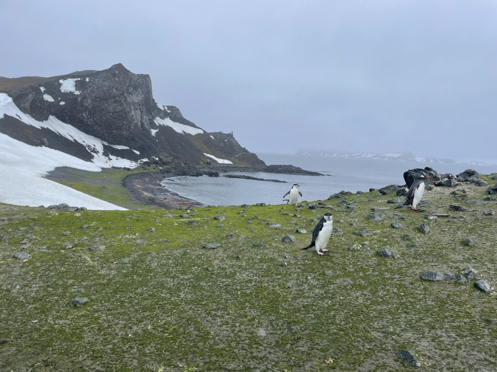 why is Antarctica turning green