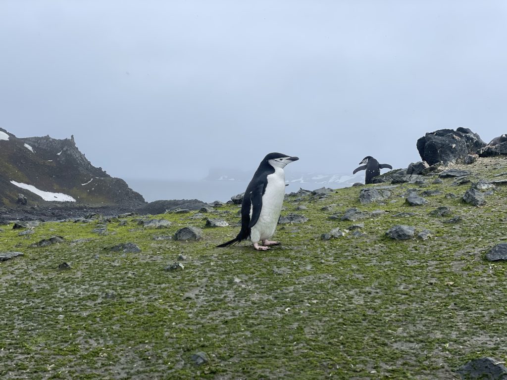 why is Antarctica turning green