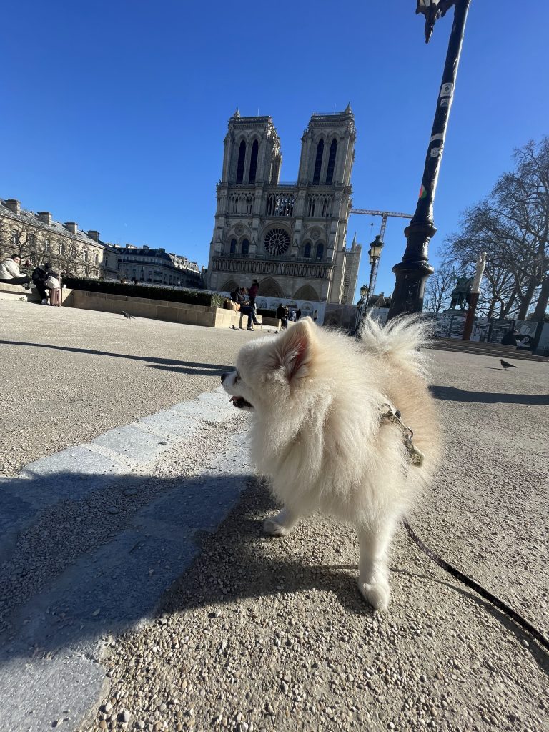 notre dame paris