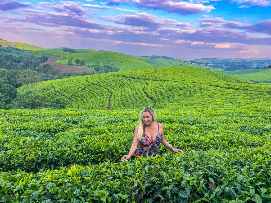 burundi tea fields