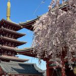 asakusa cherry blossoms 2023