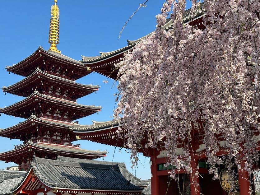 asakusa cherry blossoms 2023