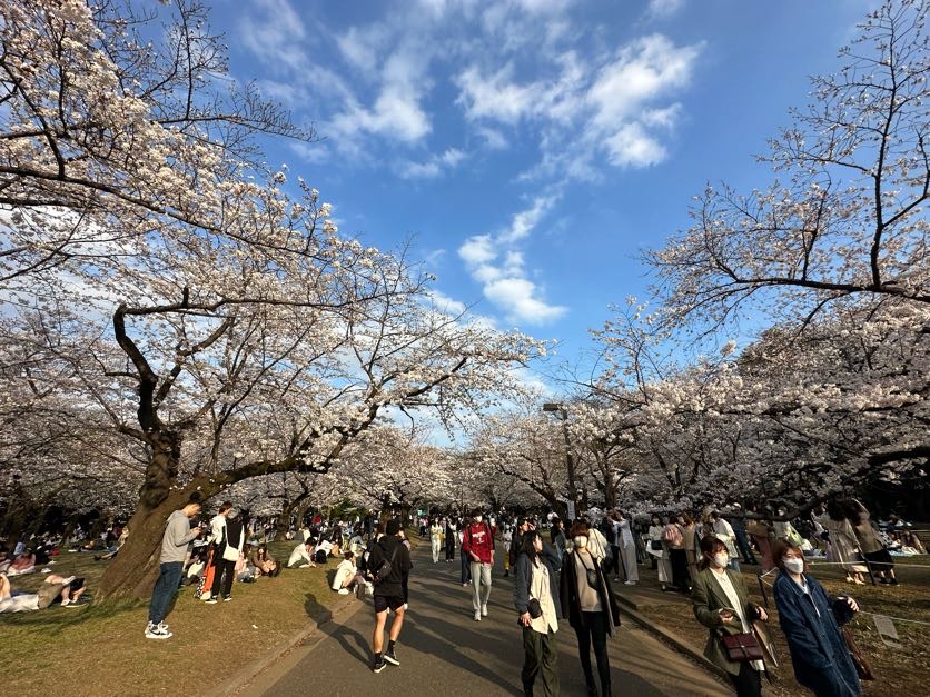yoyogi park tokyo cherry blossoms 2023