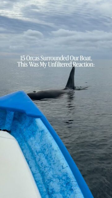 A pod of 15 Orcas surrounded our small boat in La Ventana, Mexico… my reaction was squealing like a child and I even cried a few tears (don’t tell anyone). 

Then, after careful behavioral assessment by our marine biologist guide, we were given permission to swim with them for about 2 minutes!

I cried even more after that, it was one of the most magical moments of my life!

This was an ethical Sea Safari trip with an experienced, animals-first, women-run company. Orca tours do not exist since you cannot predict when they will show up.

There are also many rules and regulations to keep this safe and ethical, so please check out my other posts about it, and for info on how to book this trip, search “orcas” on my blog - mylifesamovie.com!

Is this anyone else’s dream?

——————-

For anyone new: Hi! I’m Alyssa! I am one of the first OG solo female travel blogger/influencers who started traveling 14 years ago and hasn’t stopped! I’ve been to 146 countries solo so far, Antarctica 4x, climbed Kilimanjaro and Everest Basecamp, and my hobby is swimming with apex predators. I’m from the U.S. but moved abroad many years ago, now I live part time on a vineyard in Sardinia, and Tulum!

Please follow me here for expert travel tips and wild stories from the most unique places on earth!
