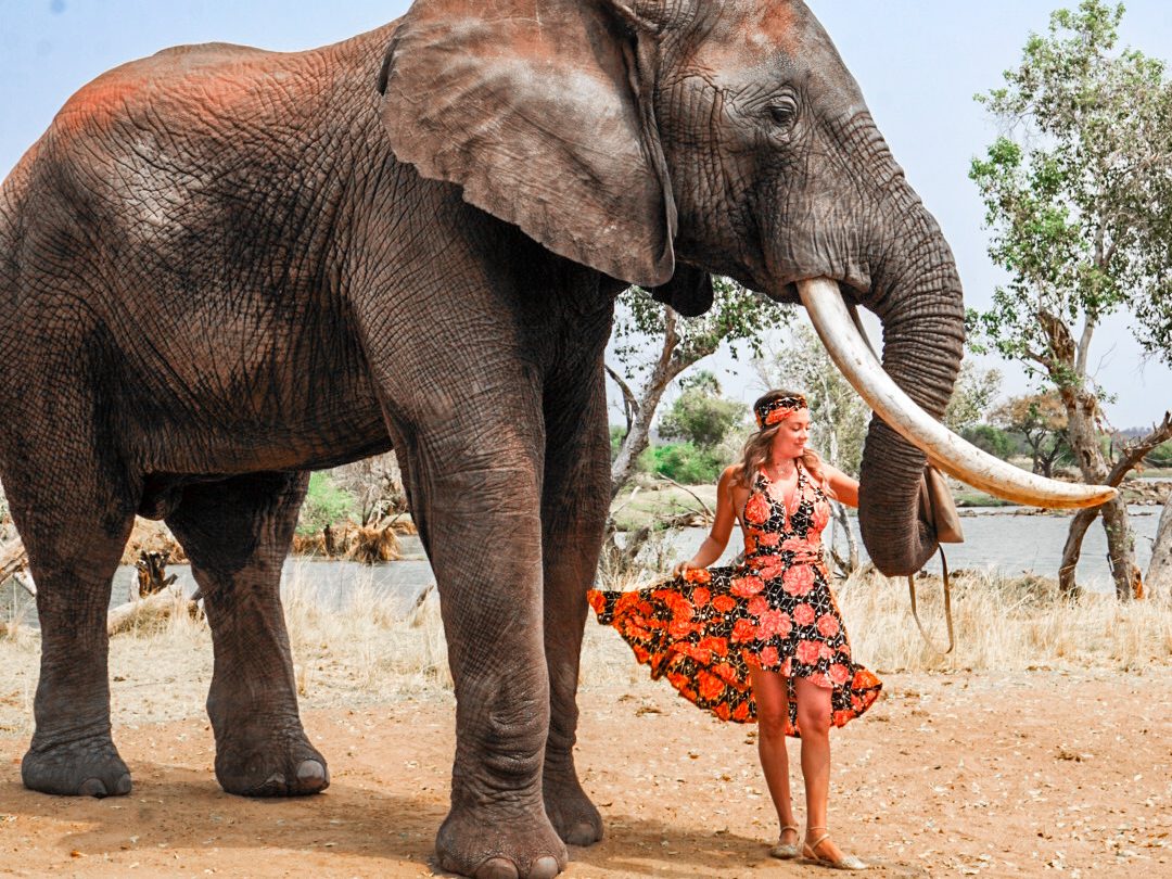 the elephant cafe zambia