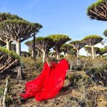 dragons blood trees socotra island
