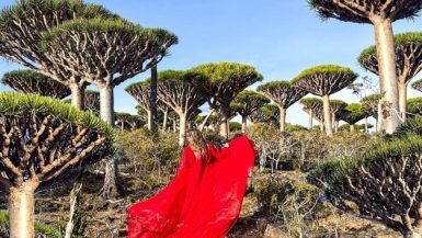 dragons blood trees socotra island