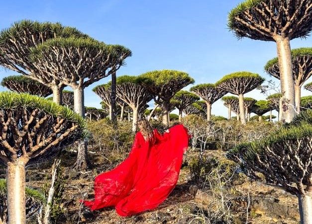 dragons blood trees socotra island