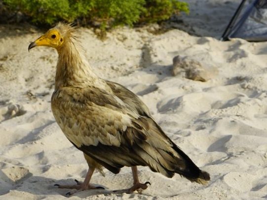 egyptian vulture by Alyssa Ramos mylifesamovie.com @mylifesatravelmovie