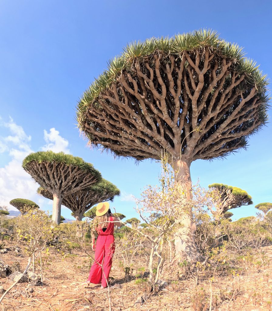Dragon's Blood Trees in Socotra Island by Alyssa Ramos mylifesamovie.com @mylifesatravelmovie