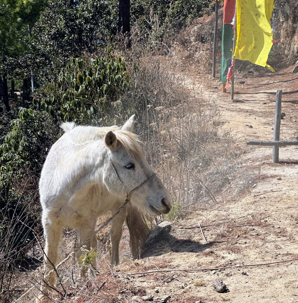 tiger's nest temple hike bhutan