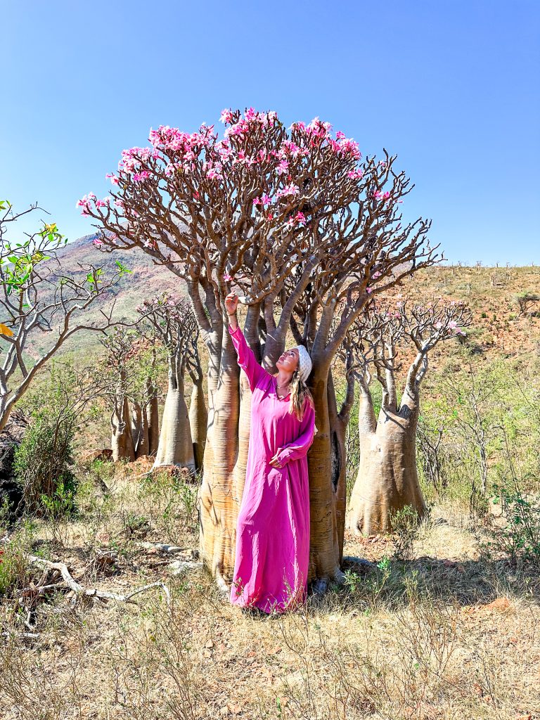 Desert Rose trees on Socotra Island by MyLifesAmovie.com MyLifesATravelMovie Alyssa Ramos