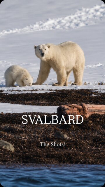 WE SAW THE POLAR BEARS OF SVALBARD!! 🐻‍❄️

After spending a full day on the pack ice (thick sheets of ice and snow that make up the Arctic near the North Pole) where Polar Bears are usually seen, and not seeing anything but tracks, I lost hope of seeing one.

Then yesterday, we all dressed up as Polar Bears (one of my signature expedition events 😂) and as we were dancing around and singing, we finally heard the call that a Polar Bear had been spotted!!

This morning at 7am, the crew announced over the speakers that there were more! A mama and baby! I’ve never flown out of bed so fast in my life!

We were able to get on the zodiacs (small inflatable boats) and get closer to them, but new regulations make you stay back 500 meters now, so we saw them the best through binoculars, and luckily a lot of people have those mega zoom lenses!

The photos in this video are mine, but they are heavily edited and enhanced — it was too hard for me to aim the camera on a moving boat while also freezing 🥶 

Hopefully we will have the crew’s photos soon!!

Seeing polar bears in the Arctic was one of my biggest dreams and bucketlist checks, and I truly think the energy we put out yesterday helped make it happen (the captain and crew mostly made it happen of course!)

Thanks everyone who sent us good animal spotting energy! This was such a wild and magical experience! More info coming soon!

Can you believe we saw them?!

Please like/comment/reshare if you’d like to keep seeing my posts in your newsfeed! Thank you!

#svalbard #thearctic #polarbear #mylifesatravelmovie #bucketlist