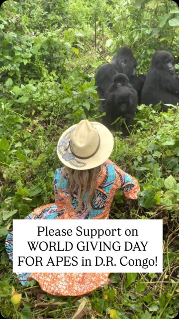 I was one of the last foreigners permitted in Virunga National Park in D.R. Congo before it was closed due to many armed and dangerous groups occupying it. 

That experience was one of the most memorable ones in my life, and part of why I’ll always say DRC is one of my favorite destinations I’ve been to (4 times).

But DRC is also one of the most corrupt countries, with some of the most horrific ongoing atrocities committed on the local Congolese people, the environment, and the animals by greedy, heartless humans.

Deforestation, illegal mining for minerals used to make your electronics, and destruction (plus human abuse) are a part of why the animals there suffer.

Poaching for bushmeat and to steal baby primates to sell as pets is another.

If you’ve ever seen a primate, especially chimpanzees, kept as a personal pet or on display, its parents were likely killed so it could be kidnapped. UAE and Gulf countries, Thailand, China, Eastern EU countries, and even people in the USA are all guilty of this.

That’s why one of the organizations I’ve become an ambassador for in D.R.Congo is @lwiro_primates . 

Lwiro Primates take in injured, abandoned, and smuggled primates, and they rehabilitate and care for them, even during a time when their own homeland is a very scary please.

So I am kindly asking today on World Giving Day for Apes, to send them a donation, or at least share their story or the info in this post. Anything helps, nothing does not.

And if you ever see a chimp as a pet, please ask the owner if they’re aware that its parents were likely killed just for it to be kidnapped and forced to be a pet. 😡

The link to the fundraiser is on Lwiro’s page and I’ll share on my Stories!

I’ve brought about 100 travelers to D.R.Congo, and they all can attest to what a beautiful and unique place it is. I pray and dream for the day that we can safely return there and bring tourism back.

Napenda Congo 🇨🇩💖