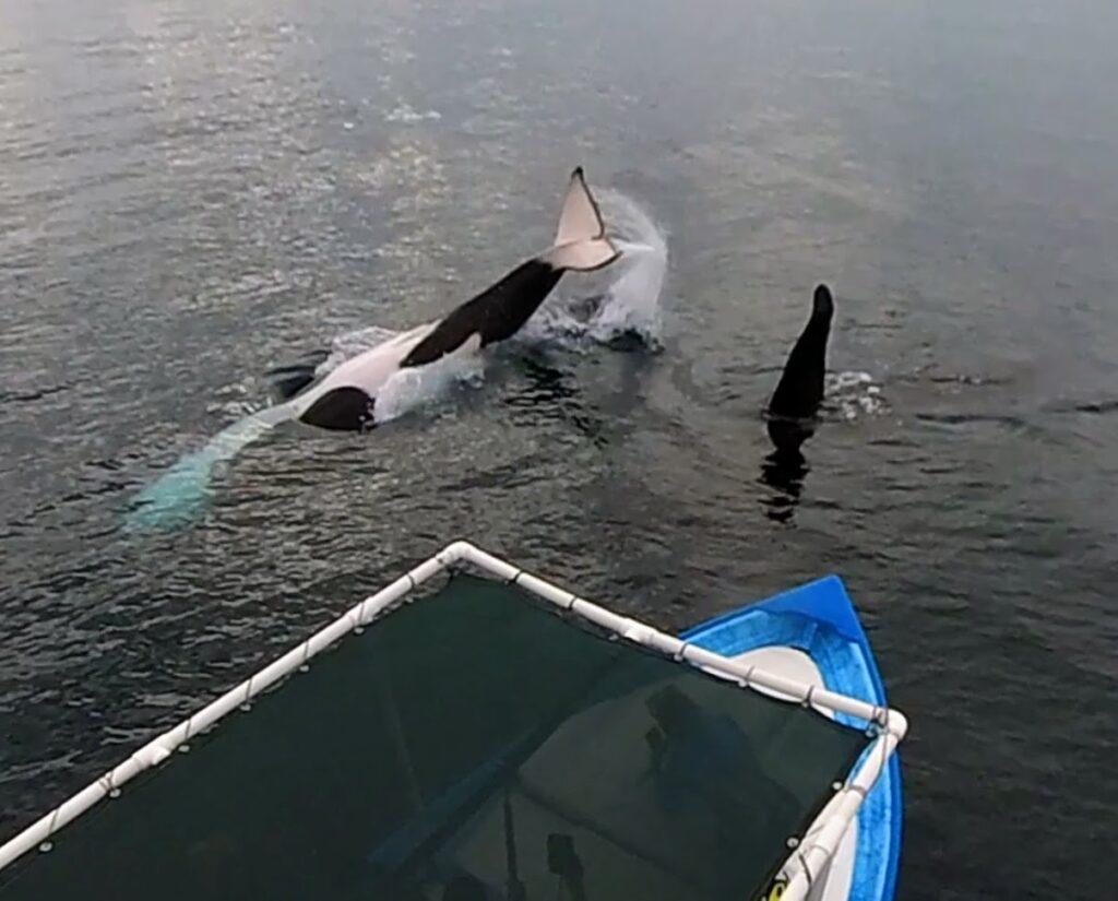 Snorkeling with orcas in La Ventana Mexico by Alyssa Ramos MyLifesAMovie.com @mylifesatravelmovie