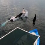orcas surrounding our boat in Mexico