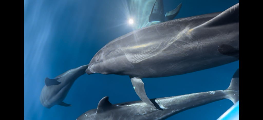 Snorkeling with orcas in La Ventana Mexico by Alyssa Ramos MyLifesAMovie.com @mylifesatravelmovie