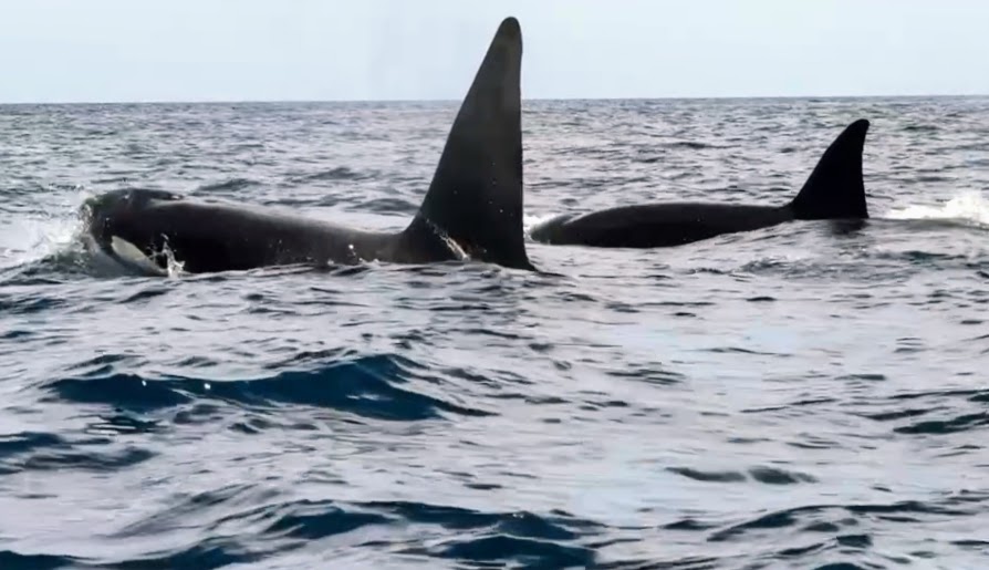 Snorkeling with orcas in La Ventana Mexico by Alyssa Ramos MyLifesAMovie.com @mylifesatravelmovie