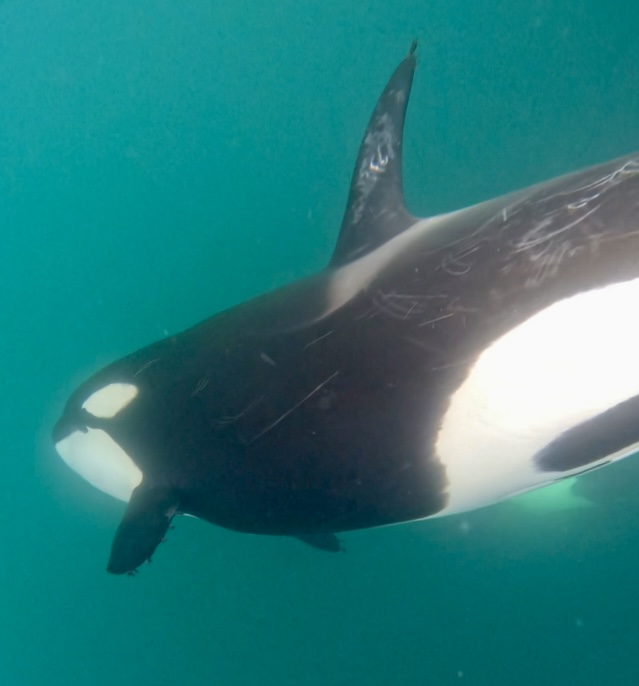 Snorkeling with orcas in La Ventana Mexico by Alyssa Ramos MyLifesAMovie.com @mylifesatravelmovie